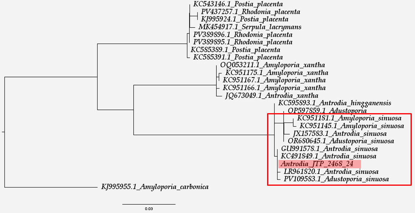Árbol Filogenético